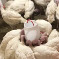 بوقلمون بیوتی پرواری