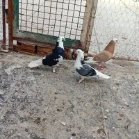 طوقی|پرنده|اردبیل, |دیوار