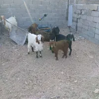 ۴بز زاییده  جملی  فروش فوری