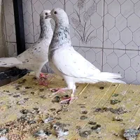 سرور پلاکی