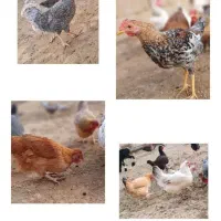 تخم مرغ نطفه دار تضمینی مرغ و خروس فروشی هم هس|حیوانات مزرعه|شیراز, باهنر|دیوار