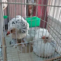 جوجه برهما با کیفیت و اصل