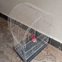 قفس پرنده