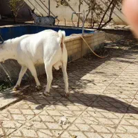 کره عمانی اصل مهریز