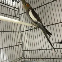 دوتا عروس هلندی جوانه