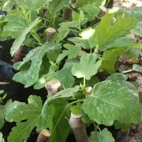 نهال انجیر چهار فصل بنفش|گل و گیاه طبیعی|پلان, |دیوار