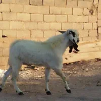 قوچ لاکن بختیاری اصل لنگ جمل بره میش|حیوانات مزرعه|نگار, |دیوار