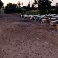 فروش زنبور عسل ۱۰ قاب فول کندو حدودا ۶۰ درصد