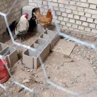 مرغ و خروس تخمگذار