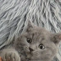 بچه گربه اسکاتیش اصیل