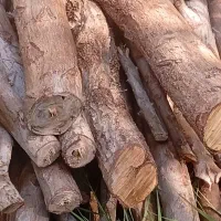 برش و خرید انواع چوب و نخل