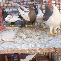 کفتر