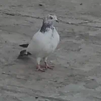 کبوتر