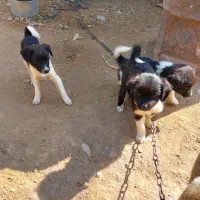 سگ پشمالو پاکوتاه|سگ|شیروان (خراسان), |دیوار