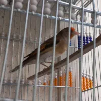 سهره قناری شلاقی بخون|پرنده|برخوار, |دیوار