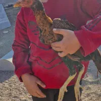 جوجه مرغ و خروس لاری|حیوانات مزرعه|دشتابی, |دیوار