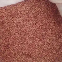 ده کیسه گندم‌ دیم اماده بذر