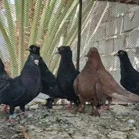 کبوتر|پرنده|بم, |دیوار