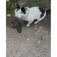 گربه پیداشده