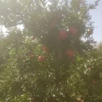 انار درجه یک|خوردنی و آشامیدنی|شیراز, تندگویان|دیوار