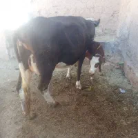 گاو گوساله جوان|حیوانات مزرعه|باوله, |دیوار