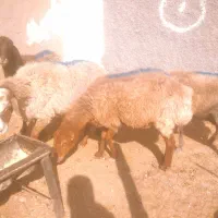 میش  .چاق فروشی