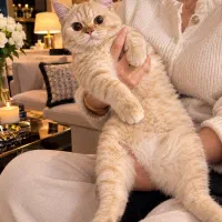 گربه بریتیش