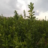 فروش انواع نهال مرکبات گلدانی