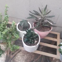 گل وگیاه طبیعی|گل و گیاه طبیعی|اصفهان, فرح آباد|دیوار