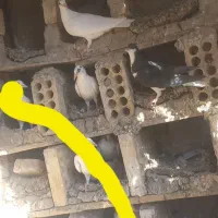 جوجه و جوانه