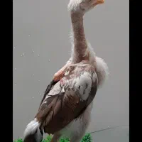 مرغ آمریکایی و تخم نطفه دار و جوجه لاری و ارولوف|حیوانات مزرعه|مشهد, سجاد شهر|دیوار