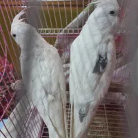 ۳ عدد عروس هلندی آلبینو|پرنده|شهرکرد, |دیوار