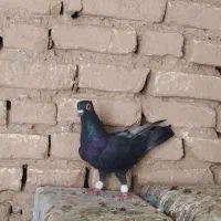 کبوتر