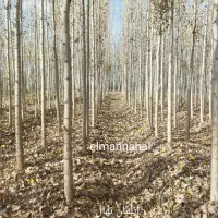 فروش ویژه نهال صنوبر وکبود ائلمان|خدمات باغبانی و درختکاری|رشت, حومه رشت|دیوار