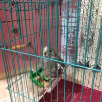 طوطی با قفس|پرنده|رشت, سعدی (تختی)|دیوار