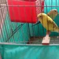 جفت مرغ عشق جوان