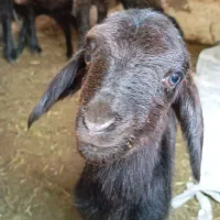 میش هترو دوقل