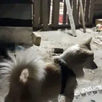 سگ پاکوتا|سگ|یزد, |دیوار