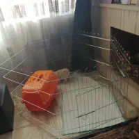 پارک  حیوانات خونگی
