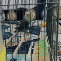 کوتوله برزیلی وایت فیس