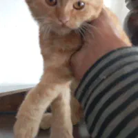 گربه واگذاری|گربه|سمنان, |دیوار