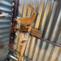 زرد پلنگ نقره ای پلنگ گلی پلنگ ماده|پرنده|کرمان, |دیوار