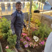 هرس فرم دهی و باردهی درختان میوه توسط استاد هرس|خدمات باغبانی و درختکاری|تبریز, |دیوار