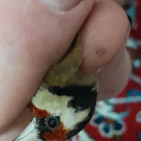 سهره نر