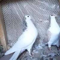 کفتر|پرنده|نیشابور, مازول|دیوار