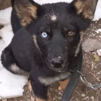 سگ گمشده|حیوانات|آبادان, |دیوار