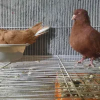 جفت زرد سرخ دم سفید روی جوجه