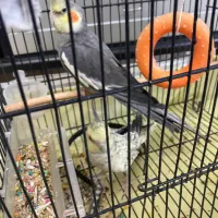 عروس هلندی|پرنده|محمدشهر, ولدآباد|دیوار