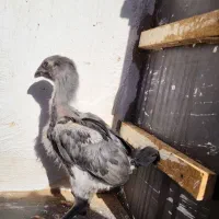 جوجه لاری|حیوانات مزرعه|تربت جام, شهرک آزادگان|دیوار