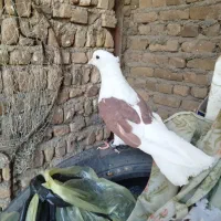 نر سرخ  نر سیاه  انتیک|پرنده|خرم‌آباد, |دیوار